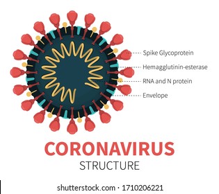 Flat vector illustration of cutaway coronavirus internal structure showing Spike Glycoprotein, Hemagglutinin-esterase, RNA and N protein and Envelope. Close-up view of red COVID-19 with description.