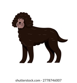 Flat vector illustration of a cute brown Barbet dog with curly fur, adorable cartoon pet character isolated on a white background