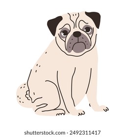 Ilustración vectorial plana de un lindo pug. Esta adorable raza es la cara arrugada y el hocico corto, perfecto para mascotas y proyectos de temática familiar.