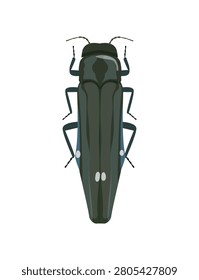 Flat vector illustration of a dark blue buprestidae jewel beetle insect isolated on white background.