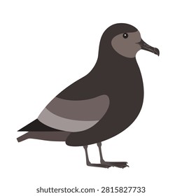 A flat vector illustration of a dark colored petrel seabird isolated on a white background viewed from the side