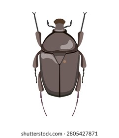 Flat vector illustration of a dark grey flower chafer beetle cetoniinae isolated on white background.