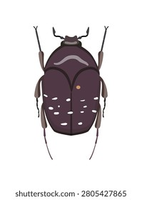Flat vector illustration of a dark purple flower chafer beetle cetoniinae isolated on white background.