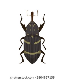 Flat vector illustration of a dark snout weevil beetle insect isolated on white background.