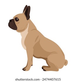 Ilustración vectorial plana que representa un Bulldog francés sentado sobre un fondo blanco. La Imagen presenta la raza de perro en posición sentada, mostrando Elementos como su hocico y cola