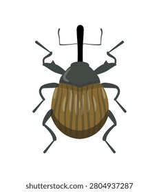 Flat vector illustration of an exotic brown and grey snout weevil beetle insect isolated on white background.