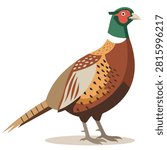 A flat vector illustration featuring a male ring-necked pheasant with vibrant plumage, green head, and red eye patch, isolated on a white background.