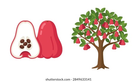 A flat vector illustration featuring a rose apple fruit and its tree.