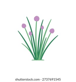 Flat Vector Illustration of Fresh Chives Plant with Light Purple Flowers