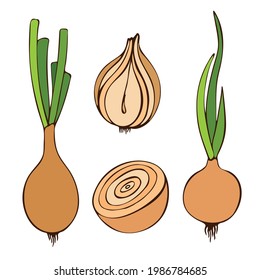 Flat vector illustration of fresh onion with leaves. Image of vegetables, summer season. Drawn by hands. Isolated over white background.