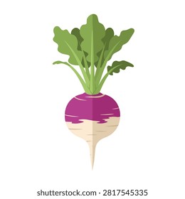 Flat Vector Illustration of a Fresh Purple Top Turnip with Green Leaves Isolated on White Background