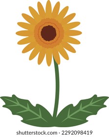 Flat vector illustration of gerbera