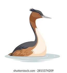 A flat vector illustration of a Great Crested Grebe bird swimming on a calm water surface, featuring its characteristic crest and long neck.