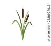 Flat Vector Illustration of Green Cattails or Bulrush Aquatic Plants Isolated on White Background
