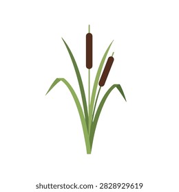 Flat Vector Illustration of Green Cattails or Bulrush Aquatic Plants Isolated on White Background