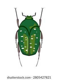 Flat vector illustration of a green flower chafer beetle cetoniinae isolated on white background.