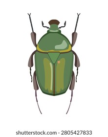 Flat vector illustration of a green flower chafer beetle cetoniinae isolated on white background.