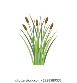 Flat Vector Illustration of Green Sedge Grass with Brown Spikes Isolated on White Background