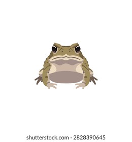 Flat vector illustration of a grumpy brown toad isolated on white background front view amphibian
