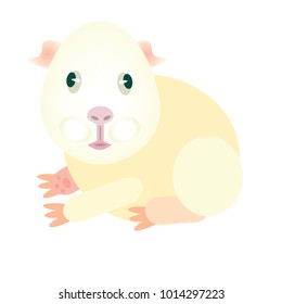 Flat vector illustration guinea pig. Flat vector illustration cavy.