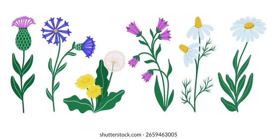 Vetor plano ilustração de um conjunto desenhado à mão de flores silvestres isoladas e delicadas com folhas verdes incluindo dente-de-leão, flor de sino, flor de milho, camomila em fundo branco. 