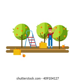 Flat Vector Illustration Harvesting Fruits In The Apple Orchard. Work Collects Apples In Crates At The Apple Orchard. Apple Orchard Flat Icon.