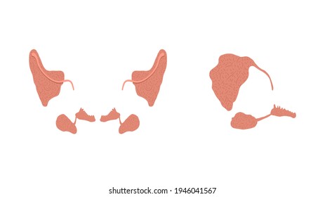 Flat vector illustration of healthy parotid, submandibular, and sublingual salivary glands.