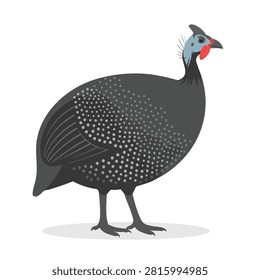 A flat vector illustration of a helmeted guinea fowl featuring its characteristic grey spotted plumage and blue head with a red wattle