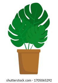 Flat vector illustration: home flower in a pot.