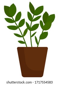 Flat vector illustration: homemade flower in a pot. Zamioculcas.