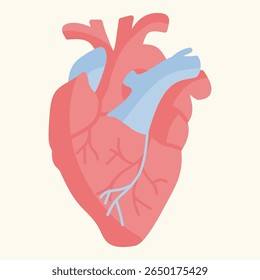 Ilustración vectorial plana de un corazón humano con arterias y venas visibles, simplificada para uso educativo o sanitario. Ideal para el aprendizaje de anatomía y biología visual.