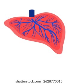 Ilustración vectorial plana del hígado humano con los vasos sanguíneos, 