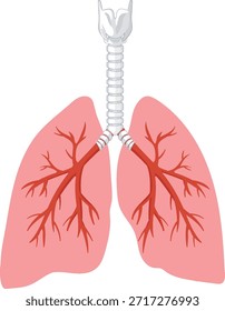 Ilustración vectorial plana de los pulmones, tráquea y bronquios humanos con estructura anatómica clara