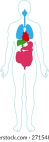 Ilustración vectorial plana de silueta humana con órganos internos codificados por colores y mínimo detalle anatómico