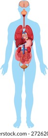 Ilustración vectorial plana de silueta humana con órganos internos detallados, colores brillantes, diseño de Vertical