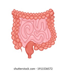 Flat vector illustration. Flat vector illustration with intestines, digestive system concept.