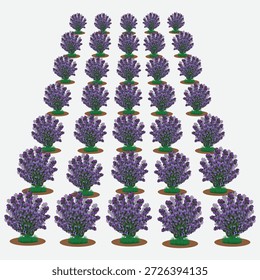 Flache Vektorgrafik von Lavendelpflanzen, die in sauberen Reihen angeordnet sind und ein Lavendelfeld darstellen. Ideal für Agrarkonzepte, Landwirtschaftsmuster, Hintergründe und Landschaftsgestaltung.