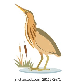 A flat vector illustration of a little bittern bird standing in a marshy habitat with reeds and cattails