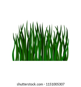 Flat vector illustration of long green grass. Nature and ecology theme. Decorative element for poster or banner about natural environment