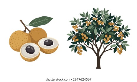 A flat vector illustration of longan fruit and a leafy fruit tree.
