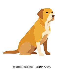 Flat vector illustration of a loyal golden retriever or labrador dog sitting on a white background.