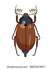 Flat vector illustration of a may bug or cockchafer beetle melolontha insect isolated on white background.