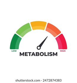 Flat vector illustration of metabolism level scale with arrow and measurement value. High and low nutrient metabolic rate. Infographic gauge element with speedometer indicators on white background.