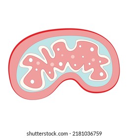 Flat Vector Illustration Of Mitochondria