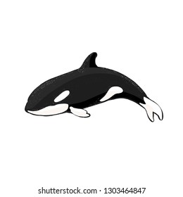 Flat vector illustration - Orca killer whale 