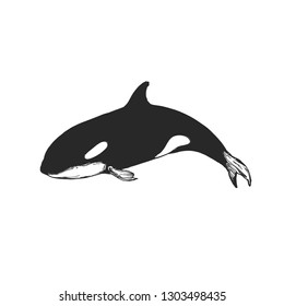Flat vector illustration - Orca killer whale 