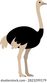 Flat vector illustration of an ostrich standing sideways with bird watching vector art wildlife flightless standing creature
