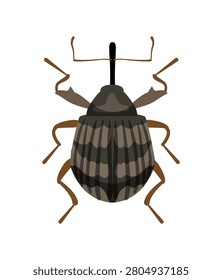 Flat vector illustration of a patterned brown and grey snout weevil beetle insect isolated on white background.