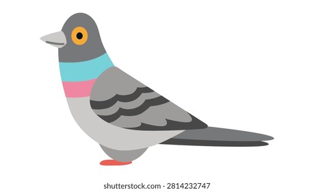 Flat vector illustration of a pigeon. Urban bird isolated for city wildlife, parks, birdwatching and everyday nature themed designs