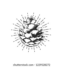 Flat vector illustration - Pine cone